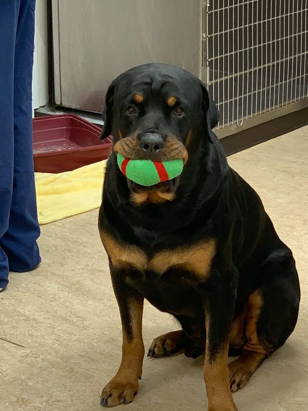 Bear, a Rottweiler, sitting in the clinic holding his green and red ball