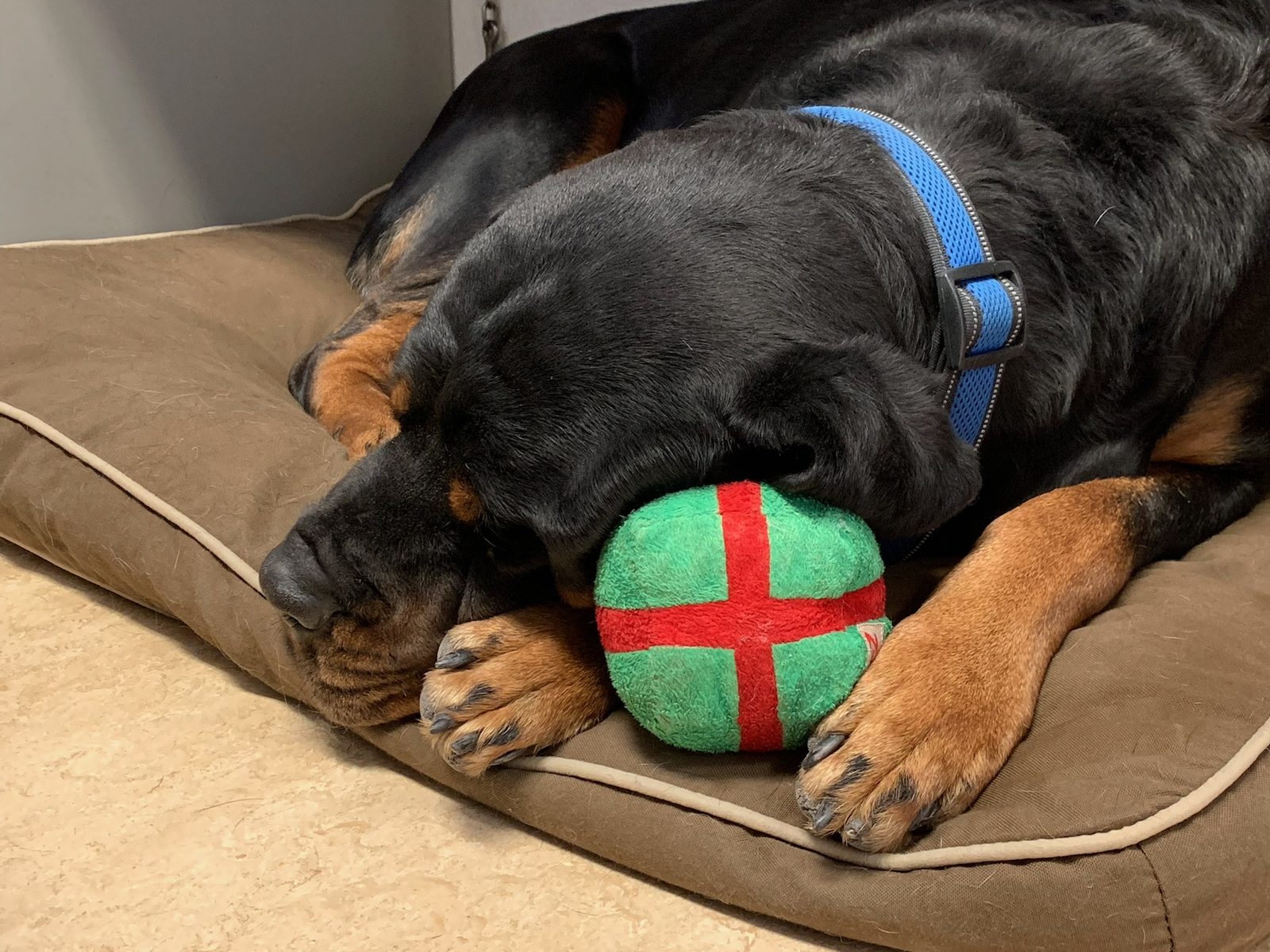 Bear asleep on his bed with his favorite green and red ball tucked under his chin