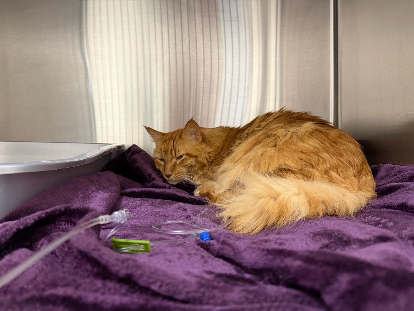 Jack, an orange Maine Coon, curled on a purple blanket in a hospital cage with his IV line beside him