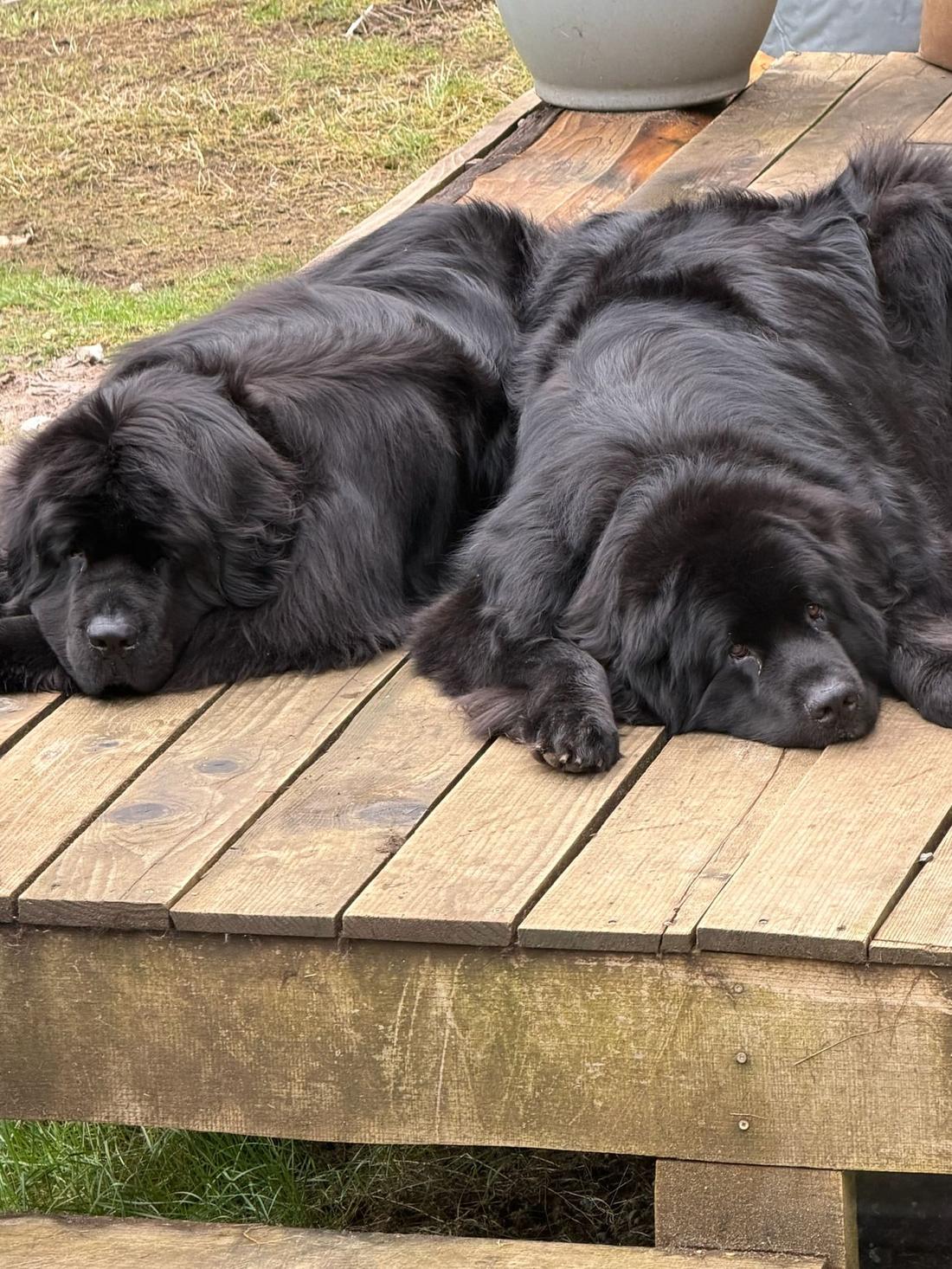 Laverne and Shirley, two black Newfoundlands, lying together on a wooden deck