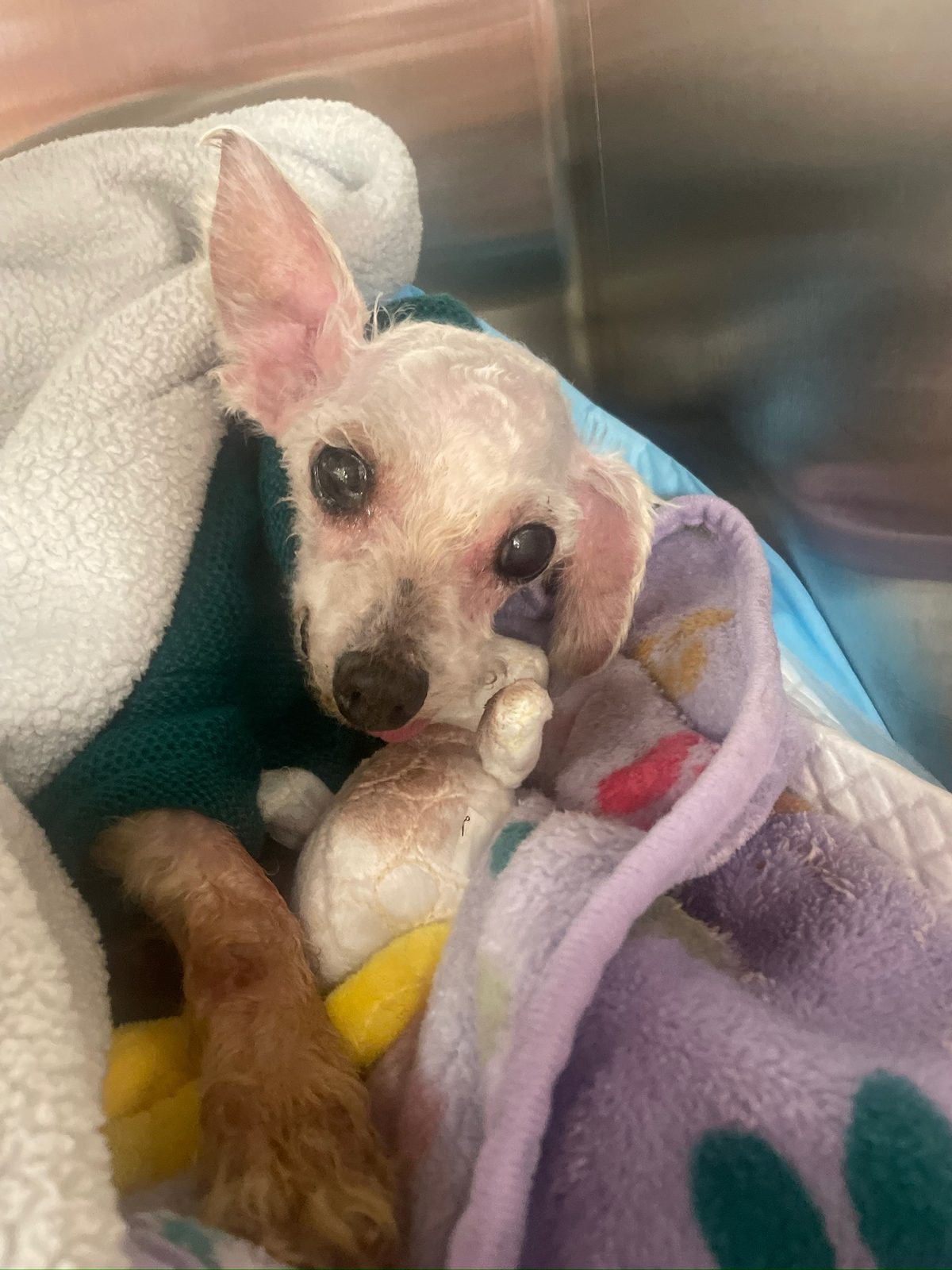 LL Cool Fluffy tucked into blankets with a small stuffed toy