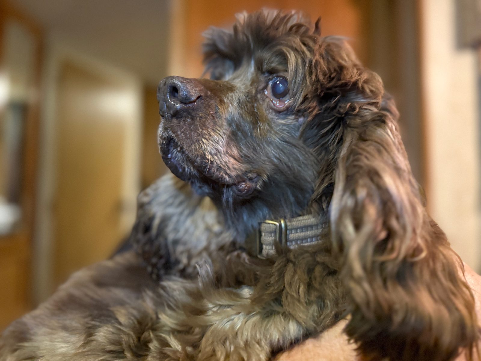 Noah, a fifteen year old Cocker Spaniel, with a full healthy coat, looking off to one side