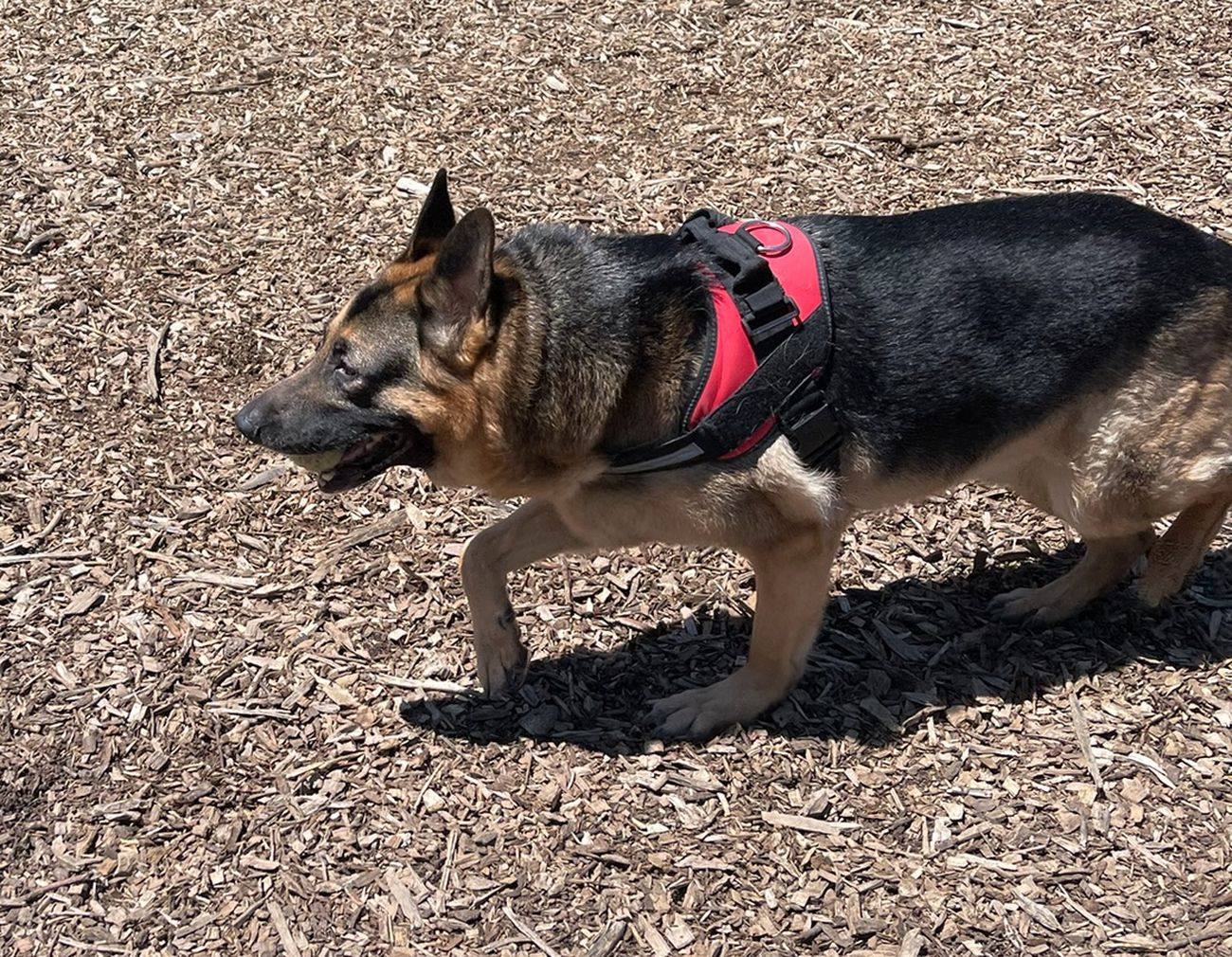 Johann walking with a ball in his mouth